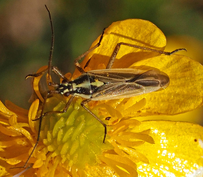 Leptopterna dolabrata